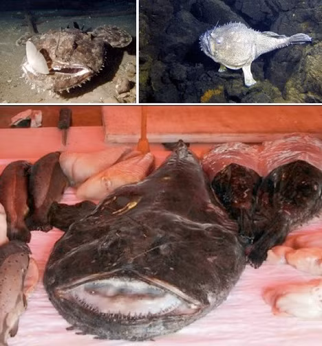 Cá cần thủ nổi tiếng với kích thước quái đản và tập tính giao phối cũng quái đản không kém. Chúng thường sinh sống ở những vùng biển sâu nhưng cũng không thể tránh khỏi mối đe dọa tuyệt chủng.