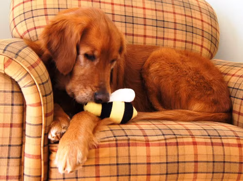 Cô Debbie Parkhurst đang thưởng thức trái táo thì bị nghẹn ở cổ họng. Ngay lúc đó chú chó Toby đã nhảy lên ngực và giúp cô lấy trái táo ra.