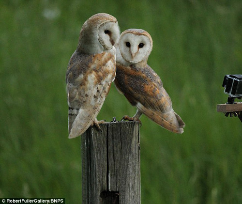 Chúng còn biết xoay tư thế trước ống kính máy quay.