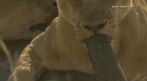 Con thì cắn vòi.