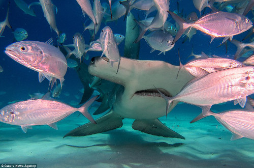 Con cá mập khác tự tìm thức ăn cho mình.