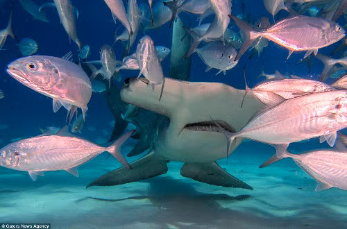 Con cá mập khác tự tìm thức ăn cho mình.