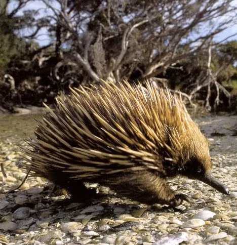 Thú lông nhím là một trong loài hai động vật có vú đẻ trứng trên thế giới. Mặc dù sở hữu bộ cánh khá nguy nga nhưng chúng lại rất hiền lành và dễ bị thương tổn.