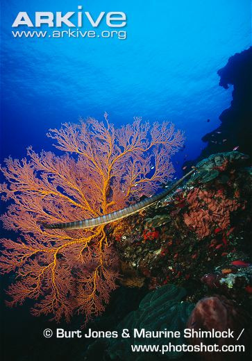 Di chuyển chậm chạp từ rạn này sang rạn khác.