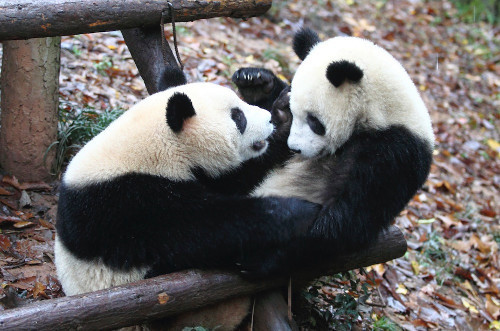 Hai con gấu trúc đùa nhau trong vườn thú Hàng Châu, Trung Quốc.