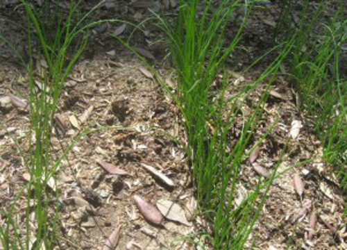 Người dân miền Trung thường trồng cây nén xung quanh nhà để ngăn rắn bò vào nhà.