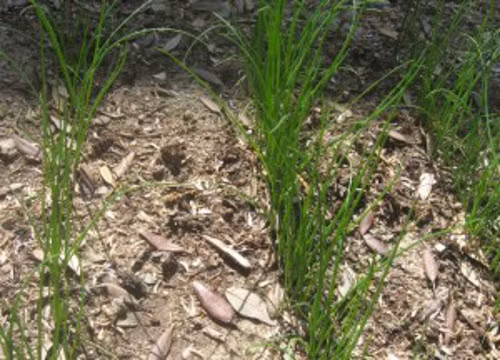 Người dân miền Trung thường trồng cây nén xung quanh nhà để ngăn rắn bò vào nhà.