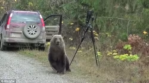 Chụp xong, gấu lại quay vào rừng.