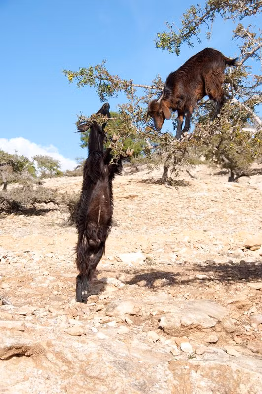 Chúng thường chọn những cây argan – một loại cây phổ biến của vùng sa mạc nắng nóng để leo trèo bởi đây là nguồn thức ăn tuyệt vời của vùng sa mạc.