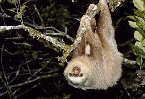 Con lười nổi tiếng với việc là “ngôi nhà di động” của hơn 600 loài vi khuẩn, thực vật và động vật sống. Bởi vậy, chúng có thể kiếm ăn trên chính cơ thể mình.