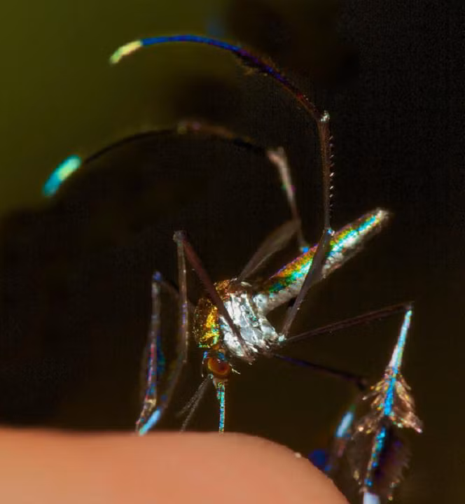 Chúng phân bố rộng rãi ở vùng nhiệt đới, từ Belize đến miền bắc Argentina, trong những lỗ sâu thối của cây cối.