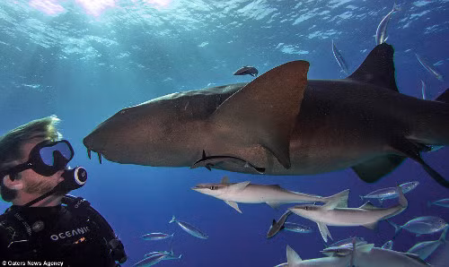 Có lúc cá mập nhìn thẳng vào mặt thợ lặn.