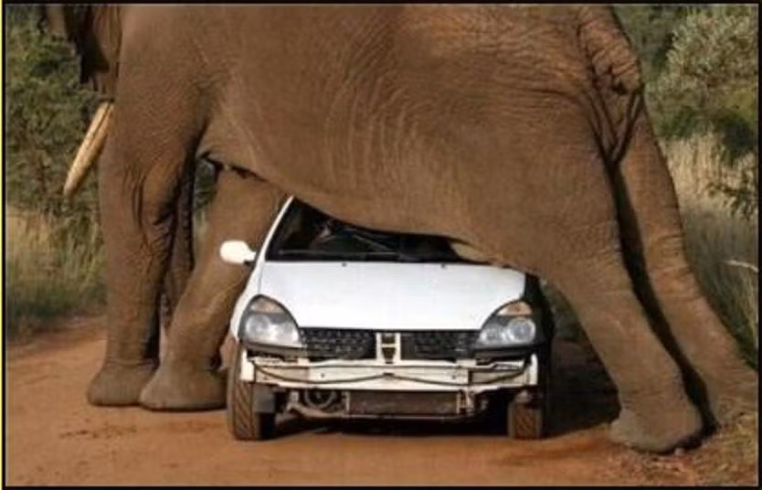 Nhưng chiếc xe đó vẫn không thoát khỏi số phận đụng độ với bụng voi, phải chịu nằm bẹp dưới cái vòm khổng lồ và nặng khủng khiếp.