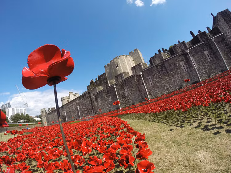Đó là những bông hoa tượng trưng cho sự hy sinh của người dân nước Anh các các nước thuộc địa trong Thế chiến thứ 1.