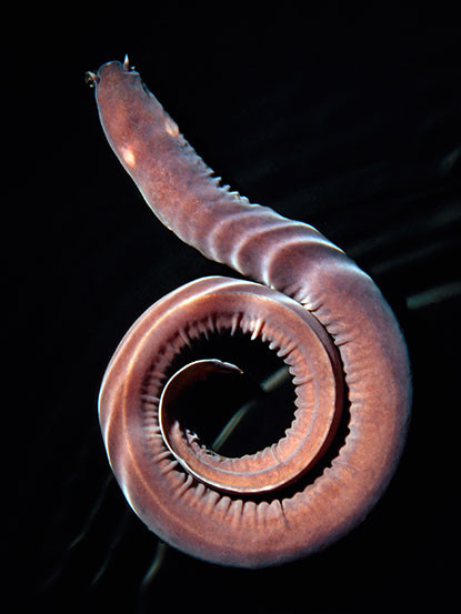 Vũ khí duy nhất của chúng là chất nhờn mà cơ thể tiết ra.