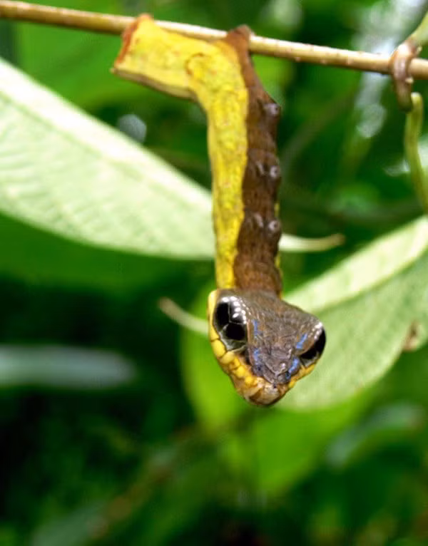 Tuy nhiên, trên thực tế Hemeroplanes triptolemus là một loài bướm đêm thuộc họ Sphingidae.