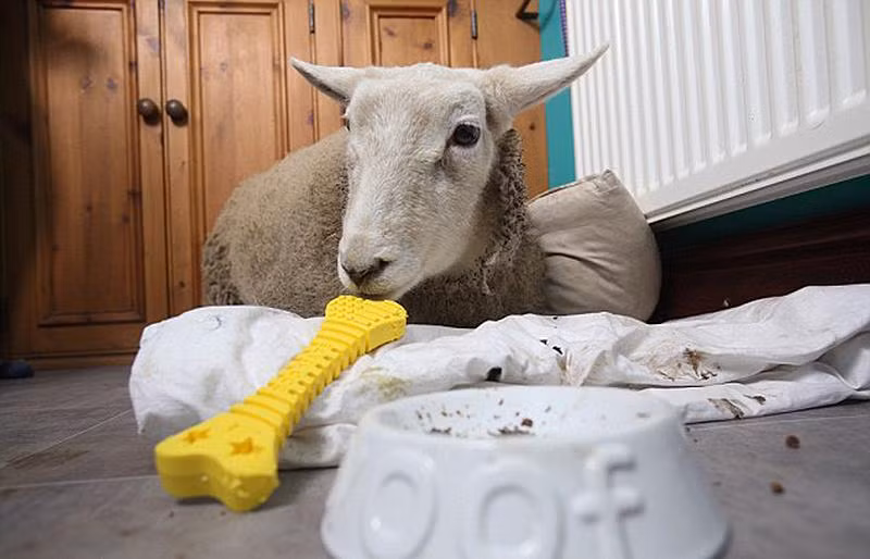 Chú cừu này cũng thích vui vẻ đùa nghịch với những khúc xương giả y như các con chó khác.