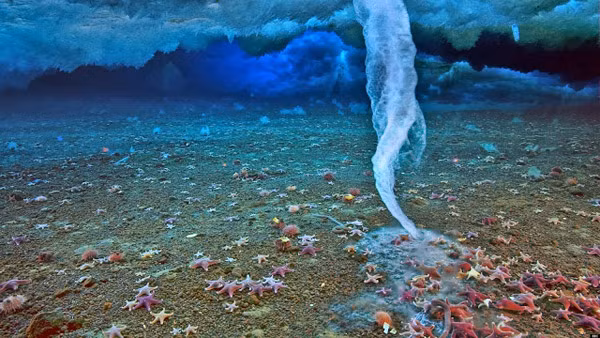 “Ngón tay thần chết” là hiện tượng đóng băng từ dưới đáy biển Nam Cực và được đẩy dần lên thành cột băng có thể làm đông cứng bất kỳ sinh vật nào mà nó chạm đến, bao gồm cả nhím biển và sao biển.