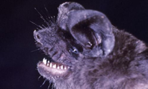 Bệnh dại xuất hiện từ năm 2300 trước Công nguyên và được mô tả trong Bộ luật Eshuma Babylon. Cho đến nay, chỉ có duy nhất một cậu bé người Wisconsin sống sót sau khi bị một con dơi dại cắn khi đi nhà thờ.