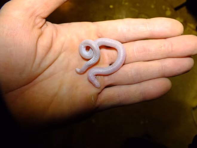 Hiện nay, thằn lằn chuột chũi Mexico được biết đến là một trong hai loài bò sát có hai chi trên chưa tuyệt chủng còn sót lại trên thế giới.