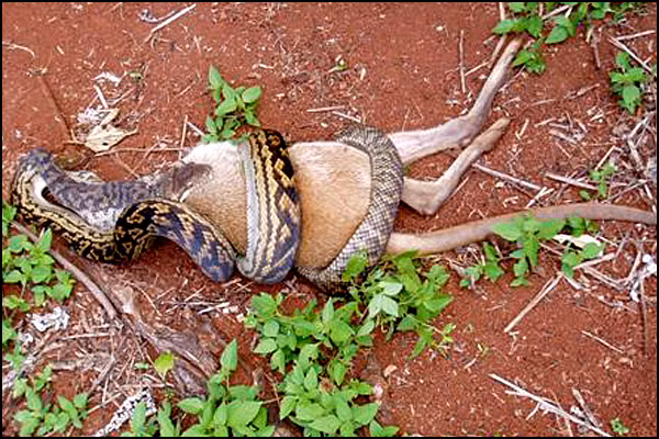 Đây là những hình ảnh ghi lại vụ nuốt mồi kinh khủng của một con trăn Úc.