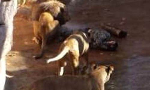 Những người chứng kiến sự việc cho biết, người đàn ông này đã tự đi vào chuồng sư tử, ngồi trên bãi cỏ. Bất ngờ một con sư tử tấn công ông ta, và hai con khác kéo nạn nhân vào đường hầm nhân tạo.