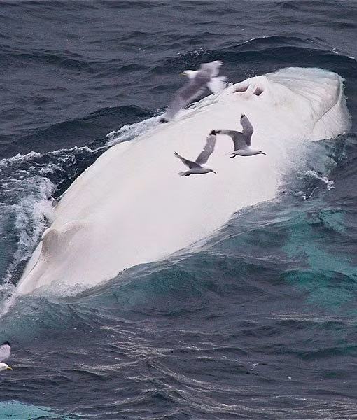 Chú cá voi này được đặt tên là Migaloo – một từ bản địa có nghĩa là “người đàn ông trắng”. Kể từ sau lần chụp nói trên, người ta nhiều lần bắt gặp nó bơi dọc theo bờ biển phía đông của Australia.