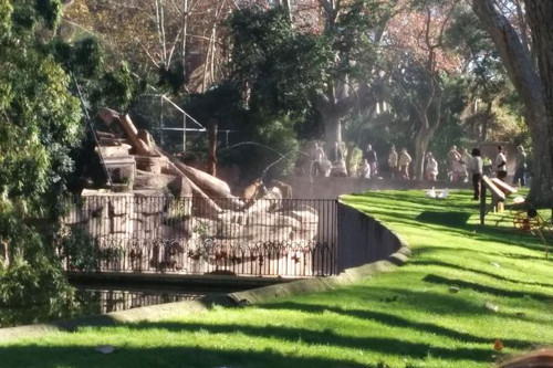 Ban quản lý vườn thú đang điều tra xem người đàn ông này vượt qua hàng rào để vào chuồng sư tử bằng cách nào.