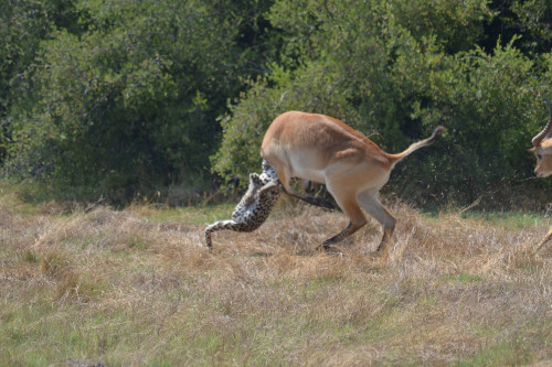 Con báo rất khôn ngoan cắn vào cổ linh dương.