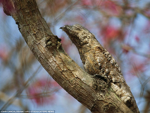Chim Potoo. Vào ban ngày, loài chim này sẽ đậu trên cành cây, gần như bất động hoàn toàn. Lông của chim potoo giống hệt với màu của vỏ cây. Nó chỉ vỗ cánh bay đi khi cảm thấy đã bị phát hiện thực sự. Vào ban đêm, người ta chỉ nhận ra loài chim này qua đôi mắt phản quang của nó, giống như mắt mèo hay mắt cú.