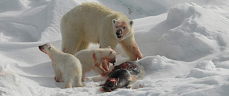 Ba mẹ con nhà gấu hân hoan với con mồi mà không để ý rằng máu của kẻ tội nghiệp đã lấm bẩn cả bộ lông trắng tinh của chúng.