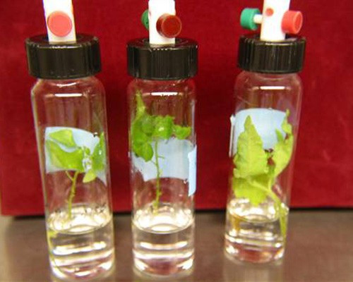 Các nhà khoa học tại Đại học Washington đã lai tạo được loại cây dương hấp thụ các chất ô nhiễm trong nước vào rễ, thân và lá hoặc thải vào không khí.