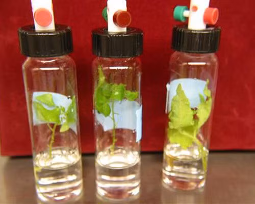 Các nhà khoa học tại Đại học Washington đã lai tạo được loại cây dương hấp thụ các chất ô nhiễm trong nước vào rễ, thân và lá hoặc thải vào không khí.