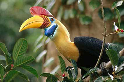 Để bảo vệ trứng, hồng hoàng mào đỏ mẹ không chỉ thu hẹp lối vào tổ bằng chính chất thải của mình mà còn quanh quẩn trong tổ suốt 2 tháng, mặc kệ cơn đói hành hạ.