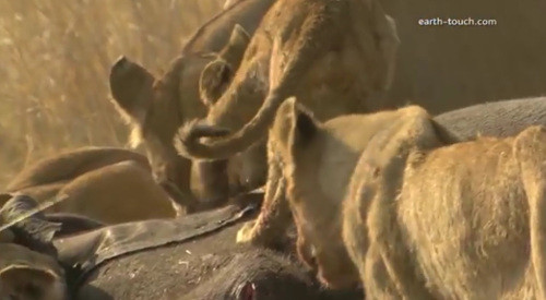 Con khác thì cưỡi lên người voi.