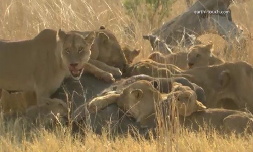 Cả bầy sư tử hung ác cùng ăn thịt voi con...