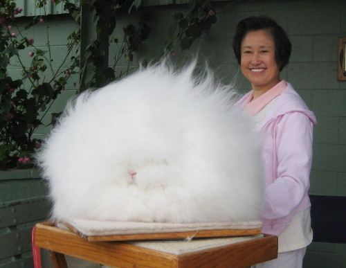 Thỏ Angora. Bộ lông lông mượt mà, trắng muốt của loài thỏ này dày và dài tới 15cm. Người ta còn ví thỏ con Angora như những "cục bông biết nhảy". Thỏ Angora được các nhà quý tộc nuôi rất nhiều ở châu Âu vào thế kỷ 17.