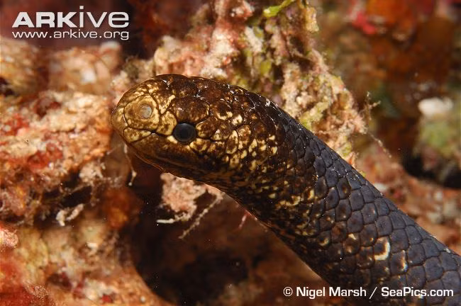 Là một trường hợp khá bất thường trong họ nhà rắn biển, rắn biển đầu rùa chỉ ưa thích duy nhất một món - trứng cá.