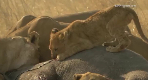 Sư tử nhỏ này thì tìm đến cái tai của voi con.