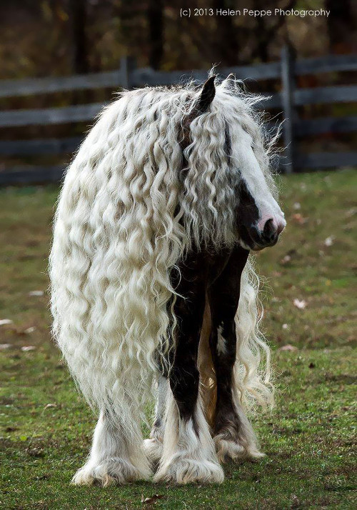 Giống ngựa Gypsy Vanner. Bộ lông dài tới chân khiến ngựa Gyspy trông như ông cụ.