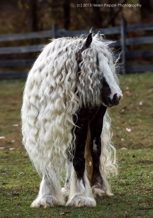 Giống ngựa Gypsy Vanner. Bộ lông dài tới chân khiến ngựa Gyspy trông như ông cụ.