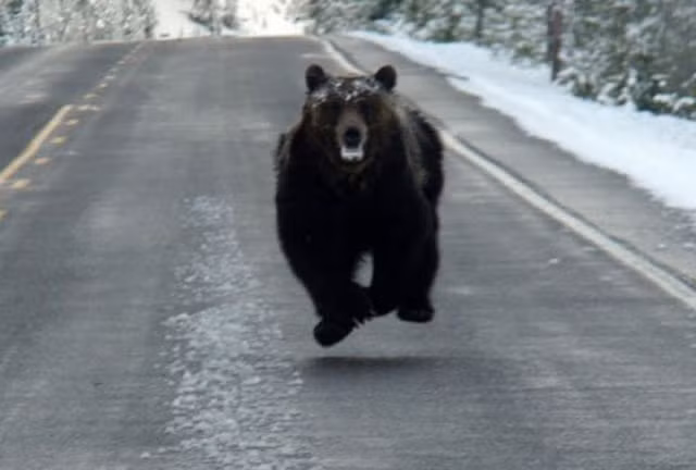 Sát nút phía sau là một con gấu đen đang nhe nanh giương vuốt, phóng hết tốc lực về phía con mồi.