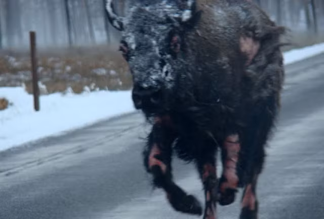 Con bò phóng trước với thân hình tả tơi cùng rất nhiều vết thương. Có thể đã bị con gấu “hành hạ” một hiệp trước đó.