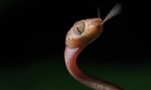 Rắn sử dụng lưỡi để "bắt" những phân tử mùi trong không khí.