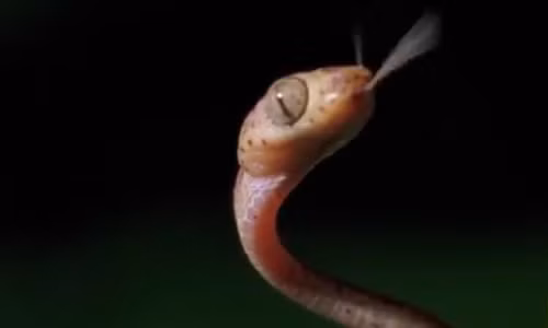 Rắn sử dụng lưỡi để "bắt" những phân tử mùi trong không khí.