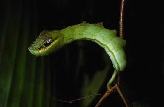 Khi ở giai đoạn ấu trùng, bướm Hemeroplanes triptolemus sở hữu phần đầu không khác gì một con rắn thực thụ với 2 mắt và chiếc đầu nhọn.