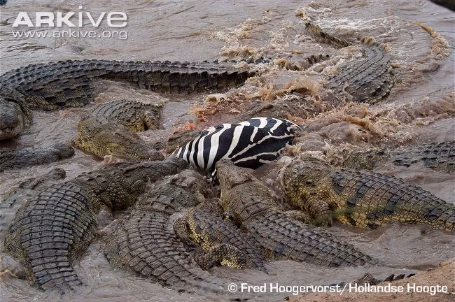 Cả đàn cá sấu nhung nhúc lao vào cắn xé một con ngựa vằn chậm chân.