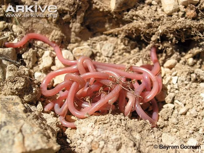 Do kích thước nhỏ bé, cơ thể quá mảnh mai, và làn da màu hồng, nó thường bị nhầm lẫn với giun đất.