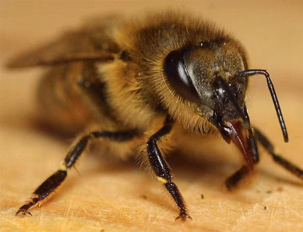 Ngôi nhà ấm áp của bạn cũng có thể là ngôi nhà của một đàn ong hung dữ, sẵn sàng tấn công khi cảm thấy bị đe dọa.