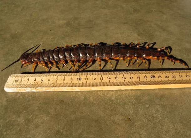 Con rết này dù nhỏ xíu hay đạt kích cỡ cực đại cũng có thể khiến người ta khiếp sợ khi nhìn thấy chúng đang bò quanh nhà.